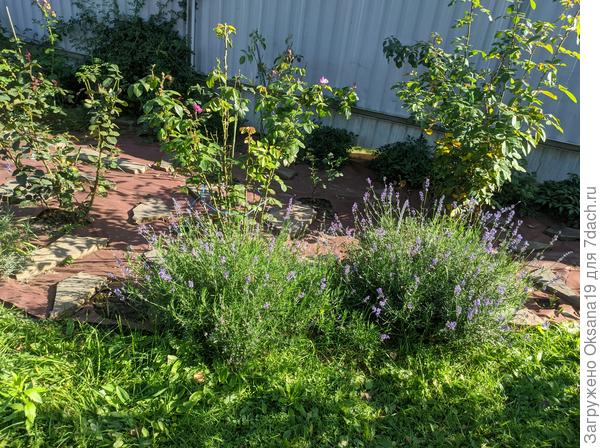 Выращенная мной лаванда из семян