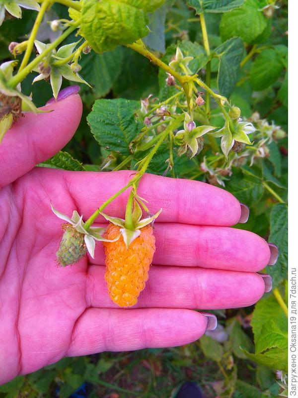 оранжевое чудо 2020 год