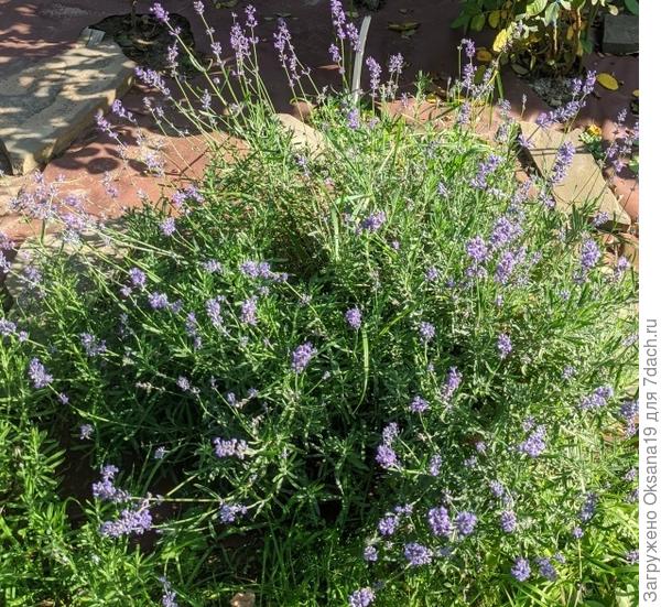 лаванда решила второй раз зацвести к октябрю