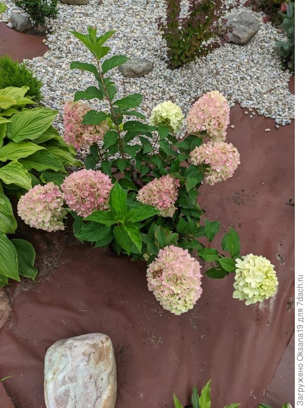 гортензии
