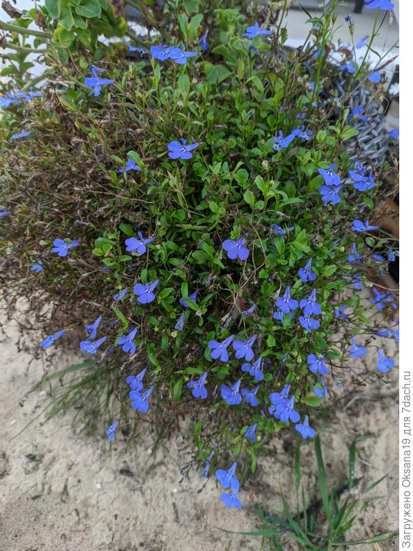 осень, а она радуется солнышку