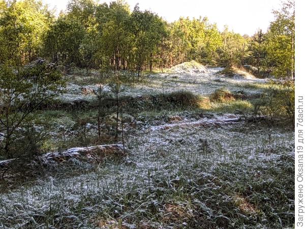 утро в лесу