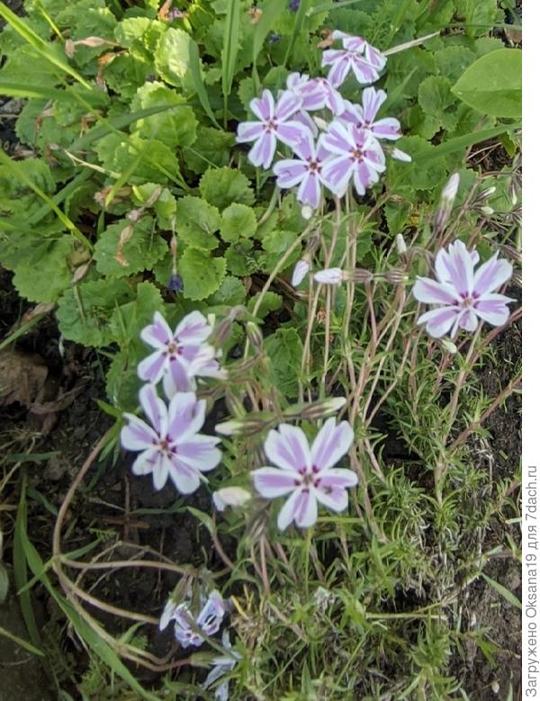 новый флокс