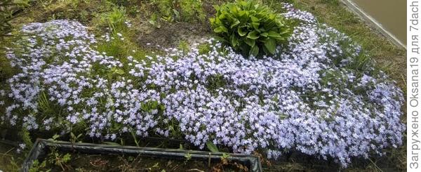 клумба на реставрации)))