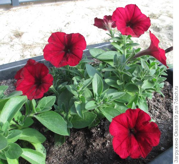 мое новое развлечение