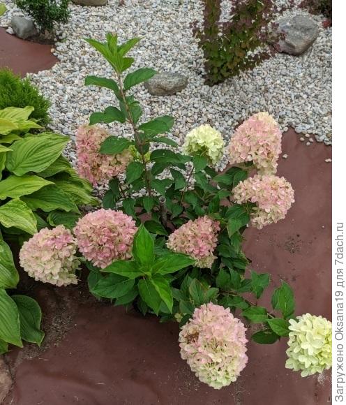 Цветение гортензии