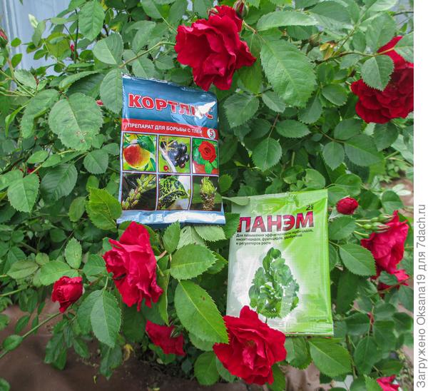 Розы тоже будут защищены от тли