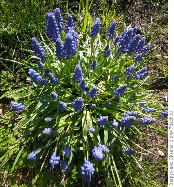 мускари