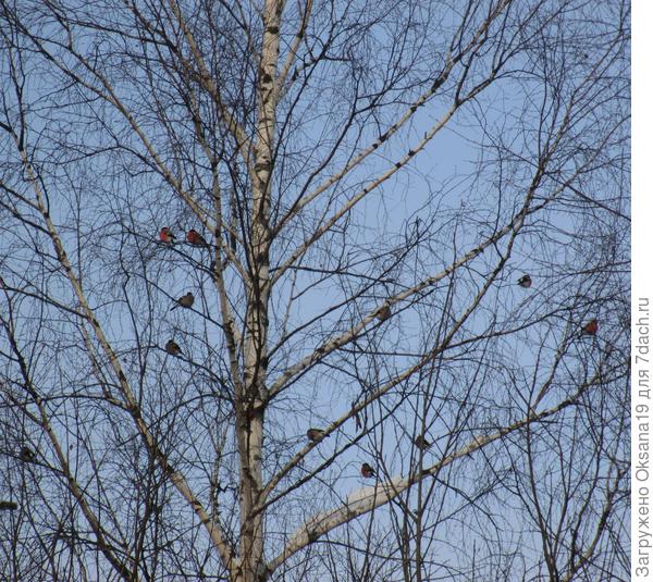 красные "шарики")