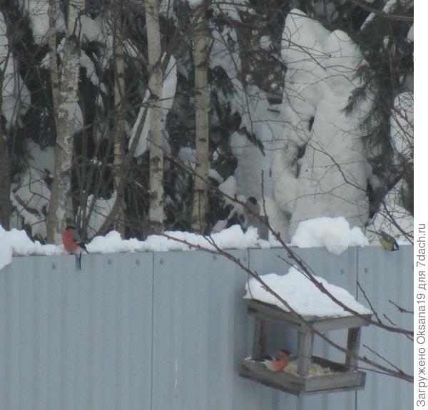 синички и снегири