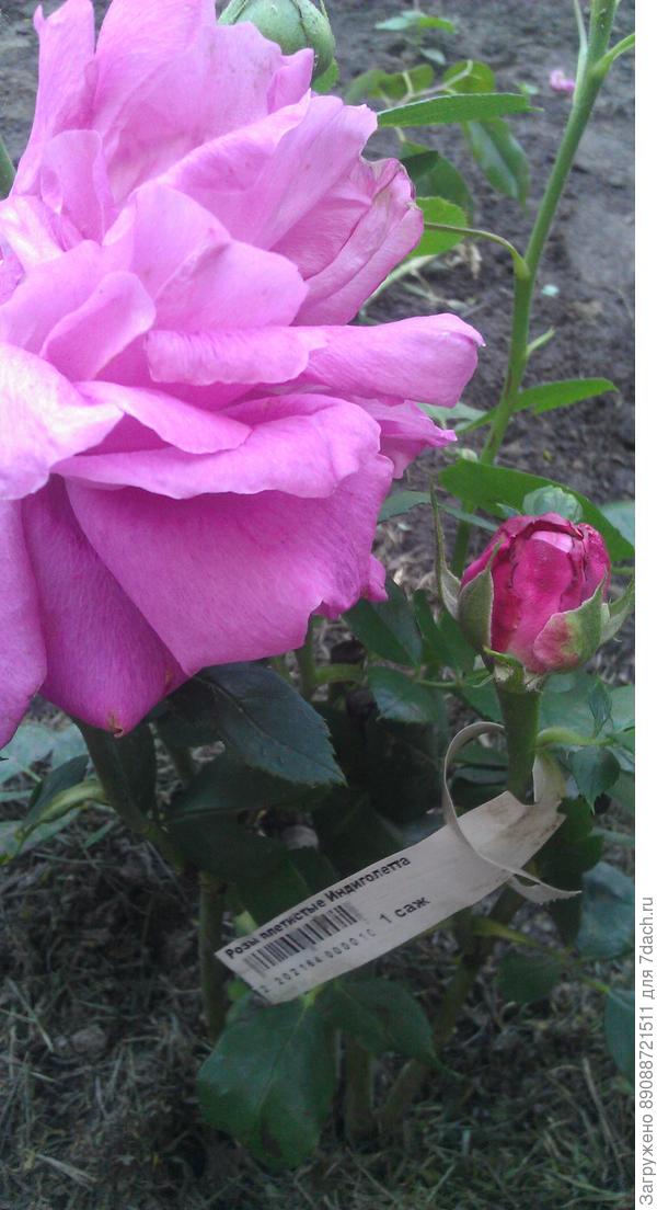 это плетистая Индиголетта(???)