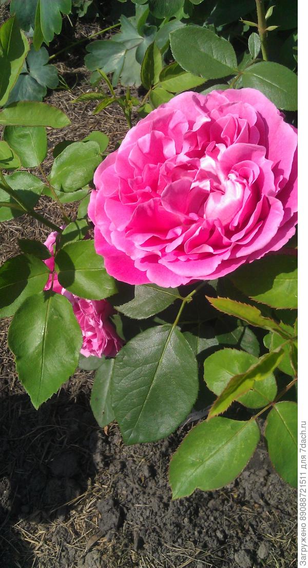 Это Спрей Йеллоу Стар(?) Разницу кто-нибудь видит??? И так все двадцать кустов!