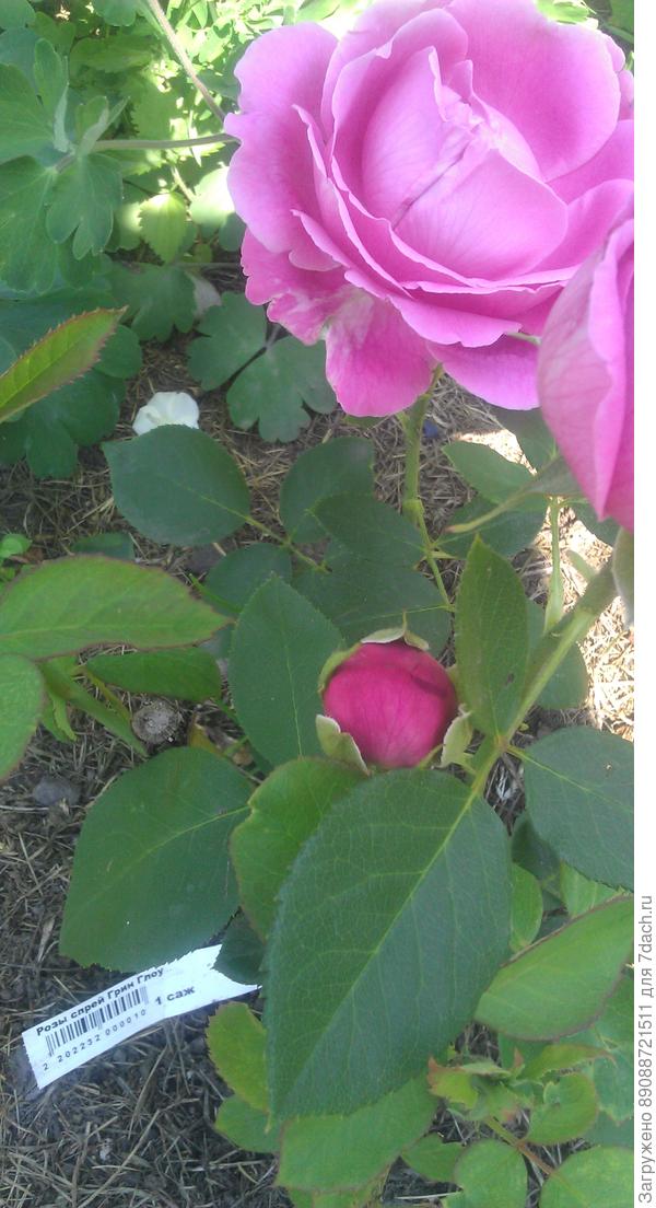 Это Спрей Грин Глоу(?)