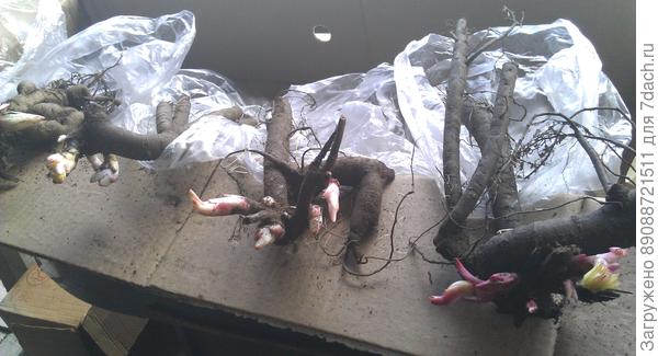 Вот такие  пионы!!! Специально выложила из пакетов, чтобы было видно - какие корни! Никогда и ниоткуда не получала таких  крупных корней.  Были какие-то коротышки с одной почкой...