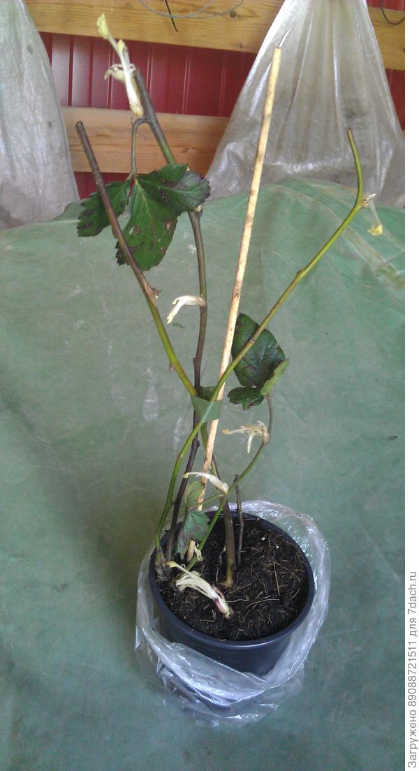 Ежевика Chester Thornless