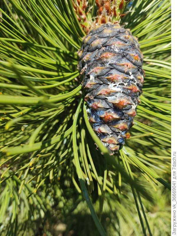 Шишки с белым смолянистым налетом