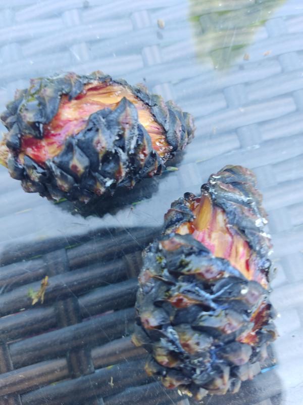 Треснутые шишки с красным налётом