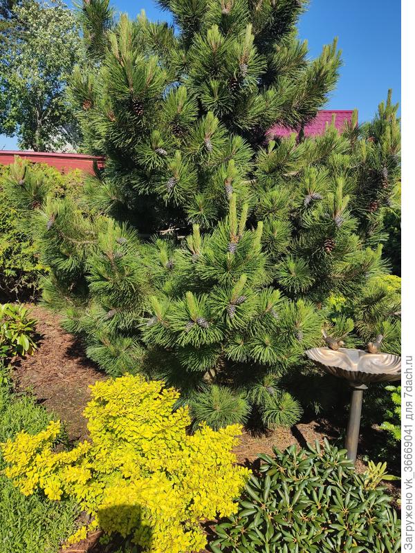 Сосна возраст более 10 лет