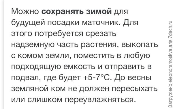 Рекомендации по содержанию вербены зимой