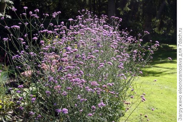 Вербена бонарская