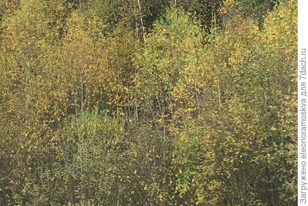 Подмосковье вчера