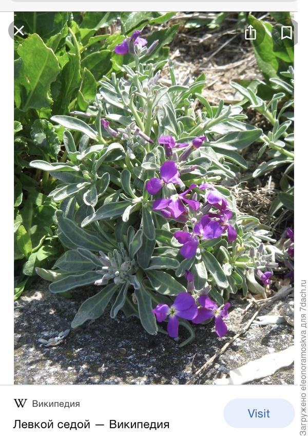 Левкой седой