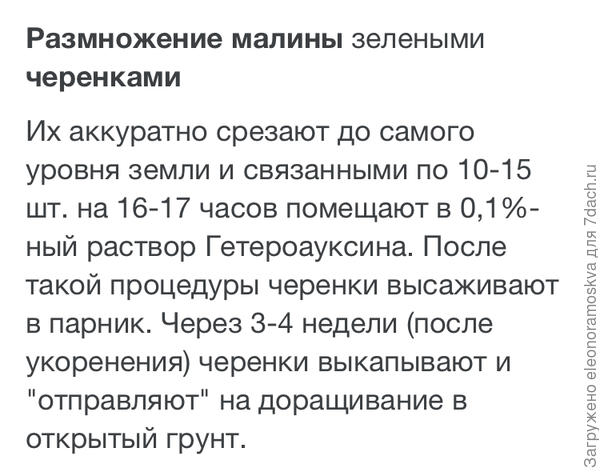 Размножение малины зелеными черенками