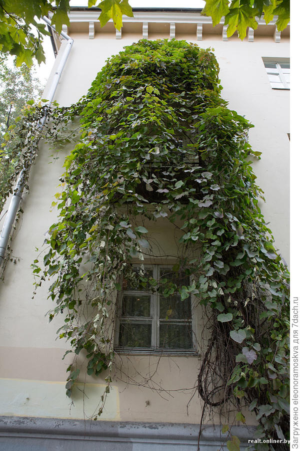 Кирказон на стене здания