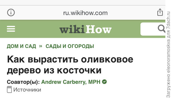 Оливковое дерево из косточки