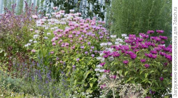 Миксбордер в дополняющих оттенках