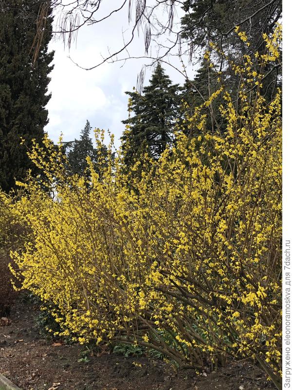 Цветет форзиция