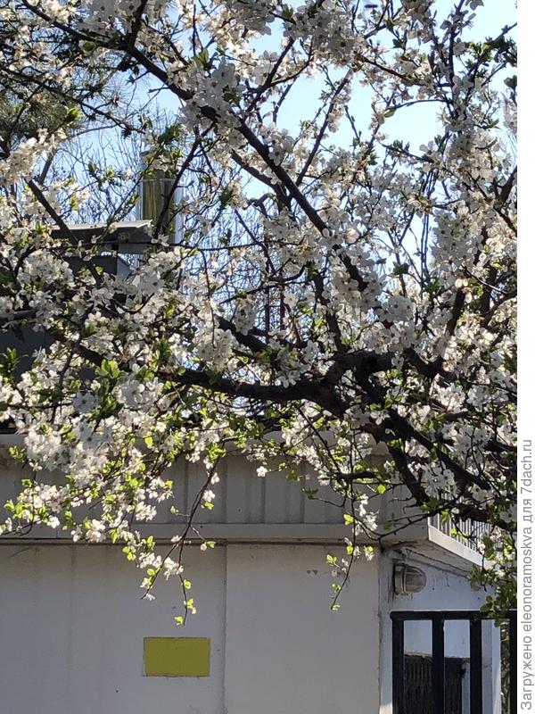 Что это цветет в Ялте?