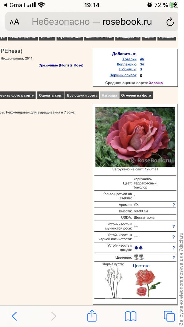 Роза Гинесс