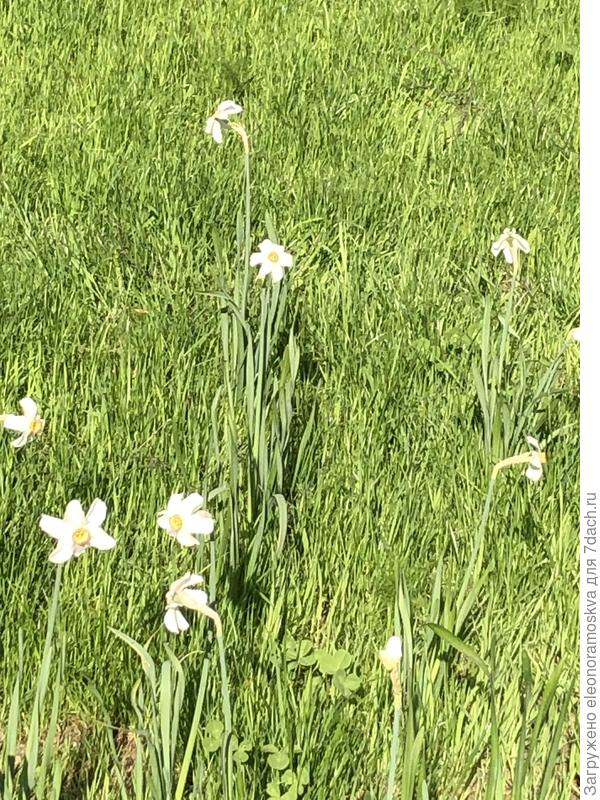 Поэтические нарциссы на лужайке
