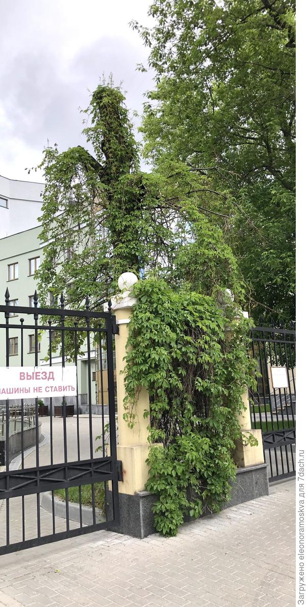 Девичий виноград