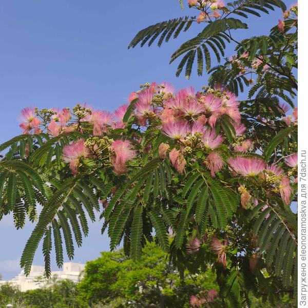 Цветет альбиция в южных краях