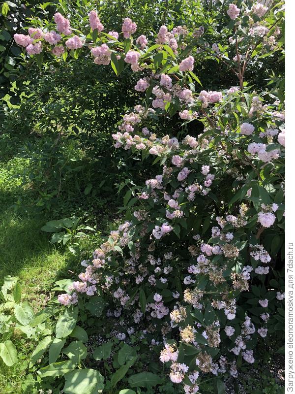 Дейция в полутени