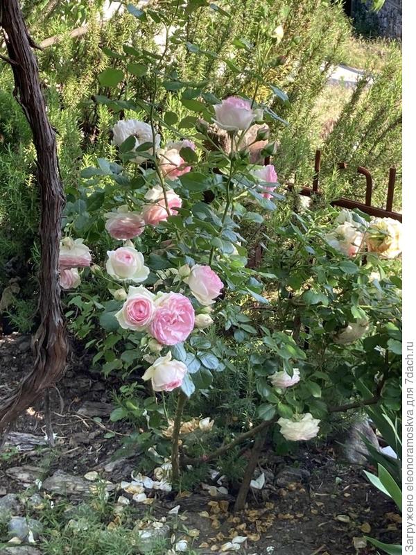 Английская роза в болгарском саду