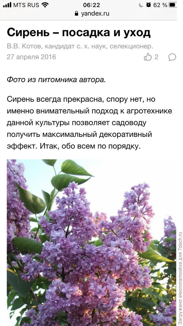 Посадка сирени и уход