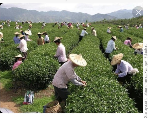 Работа на чайных плантациях