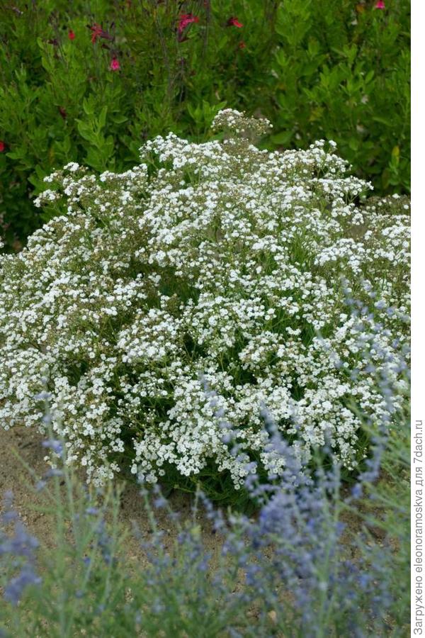 Гипсофила соло