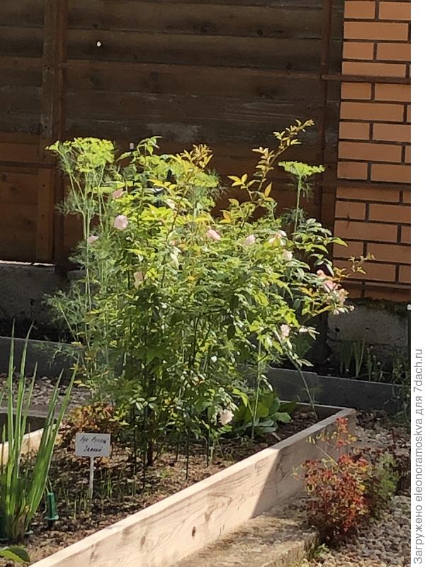 Кислица в огороде