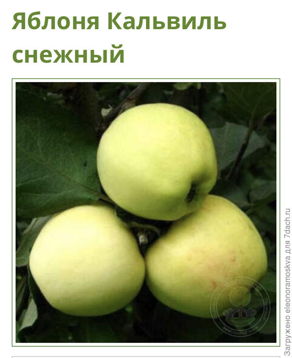 Кальвиль Снежный