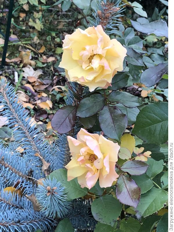 Последние розы