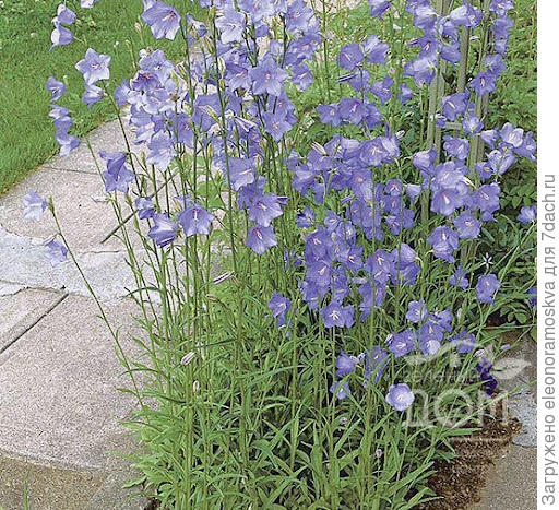 Колокольчик персиколистный