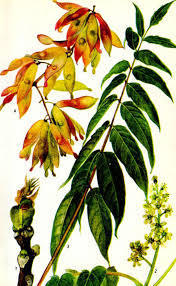 Айлант высочайший