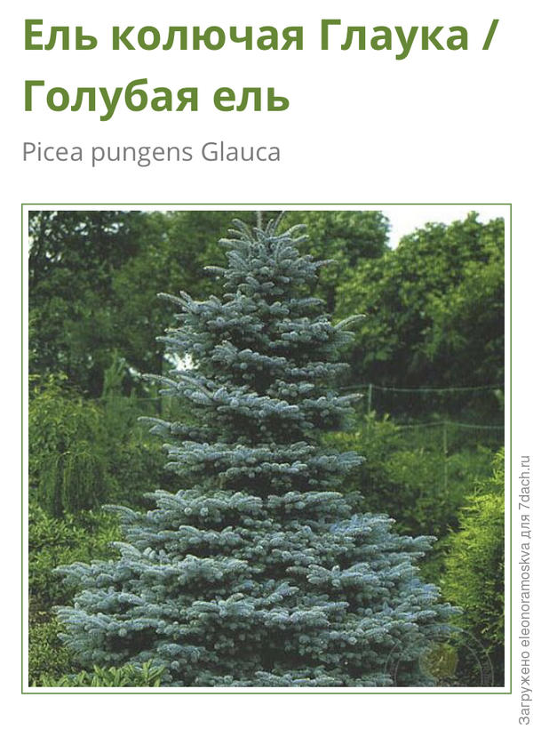 Голубые ели