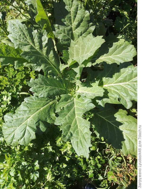 Один в один- белена вместо базилика!7