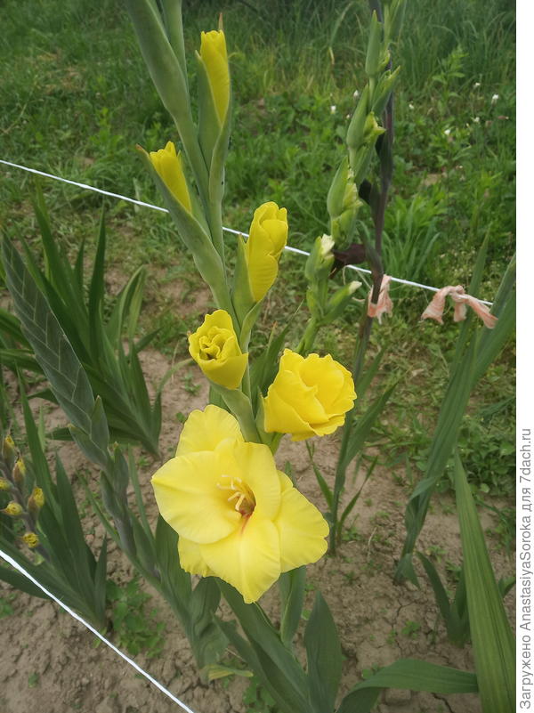 гладиолус3