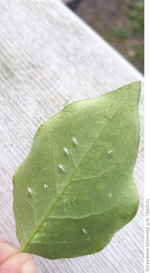 Остатки оболочки розанных цикадкок